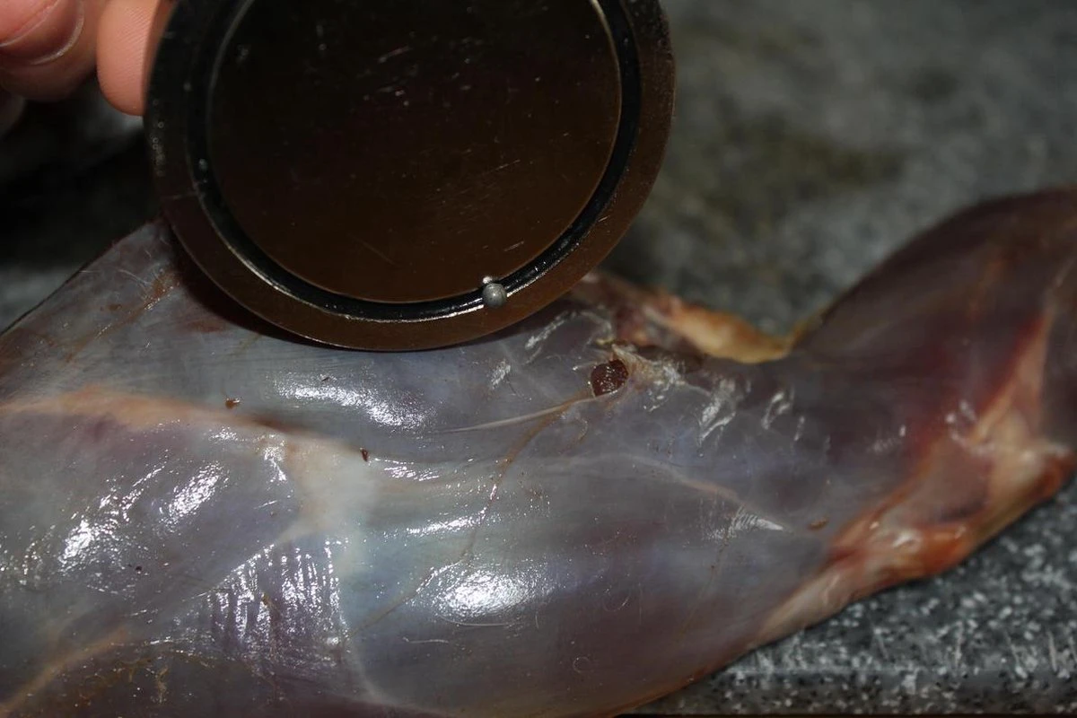 【JACHTMAGNEET / HAGELMAGNEET 】– Jacht Accessoires 2020 – Hagel Verwijderaar – Jagers Cadeau - Wild Magneet 7 【JACHTMAGNEET / HAGELMAGNEET 】– Jacht Accessoires 2020 – Hagel Verwijderaar – Jagers Cadeau - Wild Magneet - Afbeelding 5